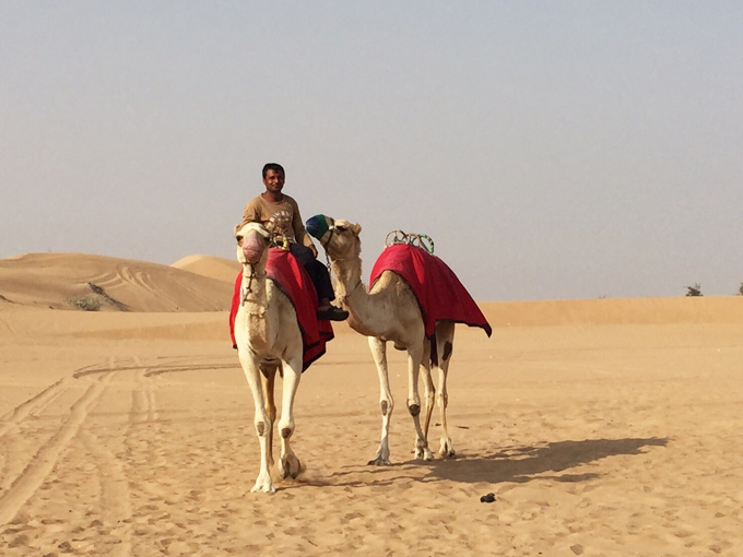 ドバイの砂漠とラクダ